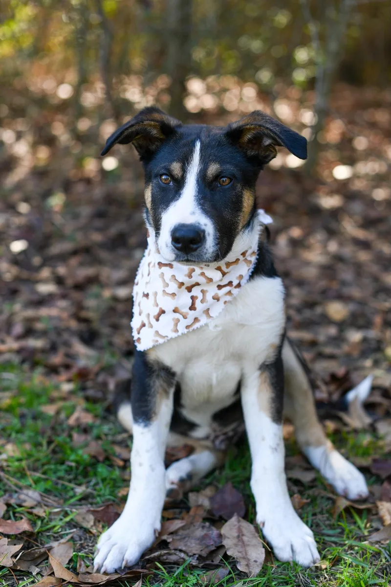 Porkchop thumbnail 3