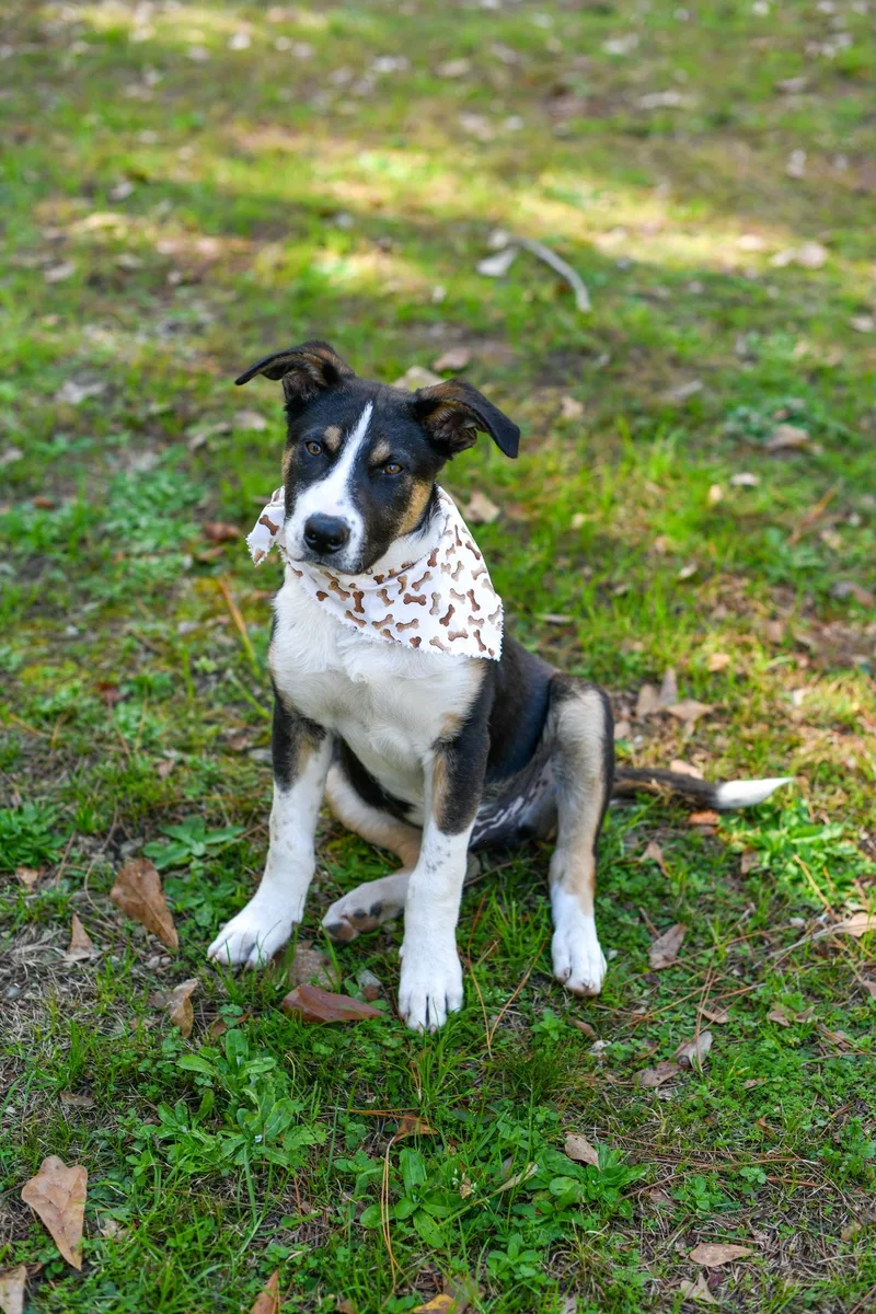 Porkchop thumbnail 4