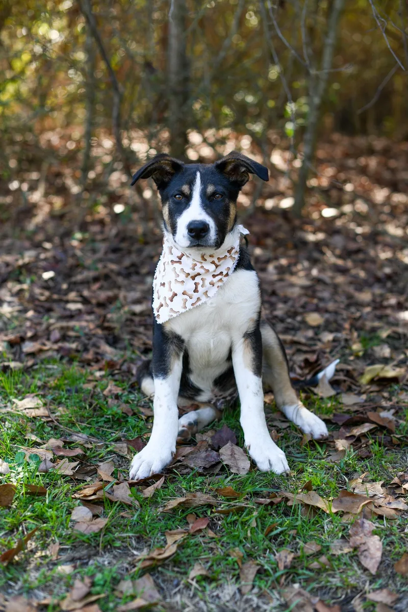 Porkchop thumbnail 5