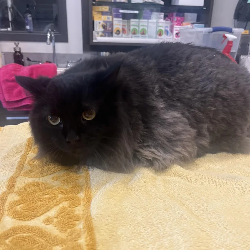 A senior large-sized male Black Domestic Long Hair cat named Franklin for adoption in Hinsdale, IL