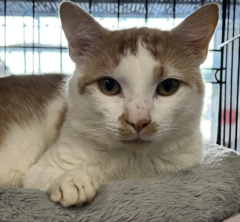 A young medium-sized male Domestic Short Hair cat named Scotch for adoption in Johnston, RI