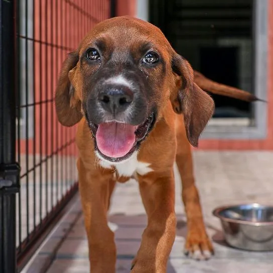 A baby medium-sized male Red / Chestnut / Orange Hound dog named Perkins for adoption in Bradenton, FL