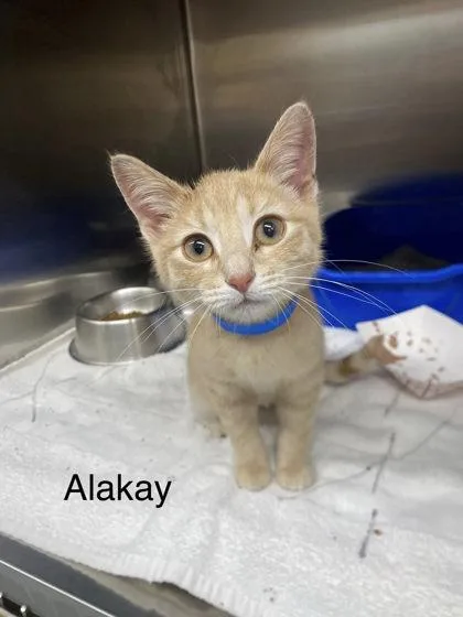 A baby small-sized male Domestic Short Hair cat named Alakay for adoption in Hobart, IN