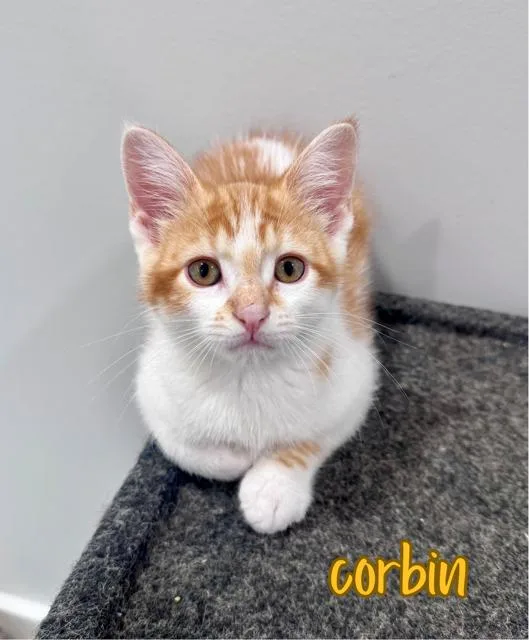 A baby small-sized male Domestic Short Hair cat named Corbin for adoption in Lacona, NY