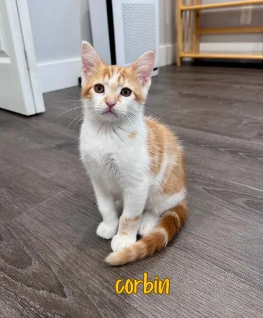 Corbin thumbnail 2