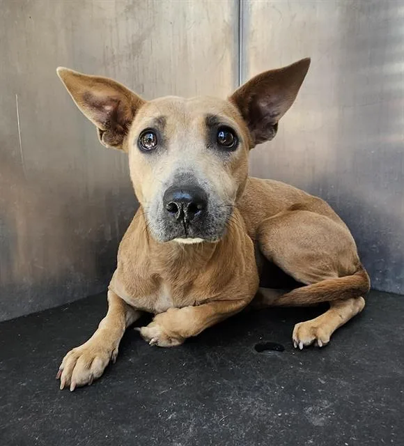 A young small-sized female Terrier dog named Rosie for adoption in San Antonio, TX