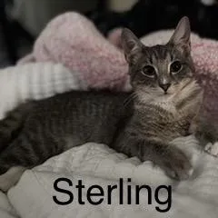 Sterling