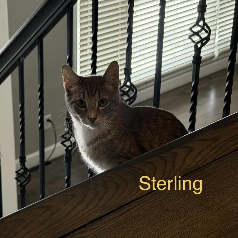 Sterling thumbnail 2