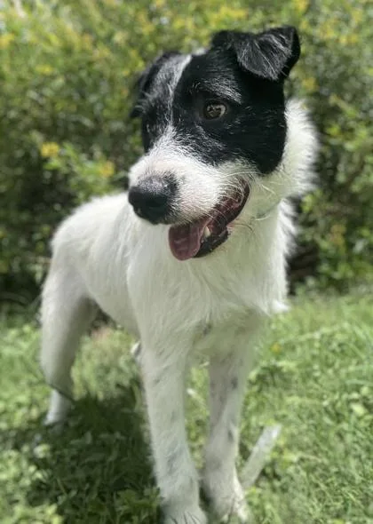 An adult medium-sized male Terrier dog named Zorro for adoption in San Antonio, TX