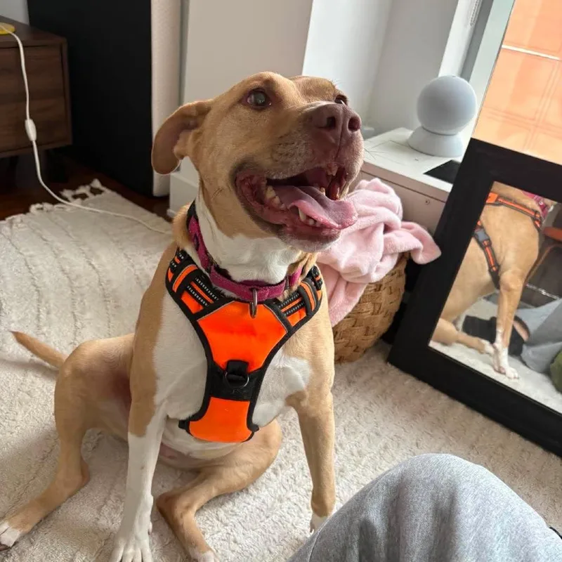 An adult medium-sized female Yellow / Tan / Blond / Fawn American Staffordshire Terrier dog named Saffron for adoption in Long Island City, NY