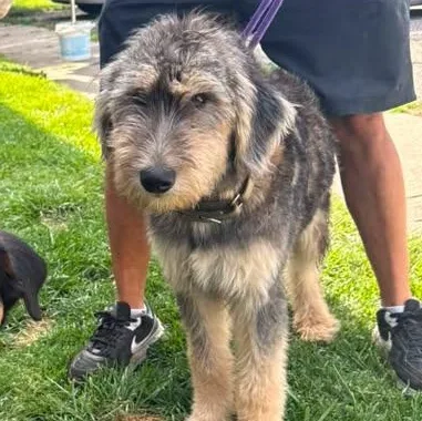 A young medium-sized male Goldendoodle dog named Rex for adoption in Alma, MI