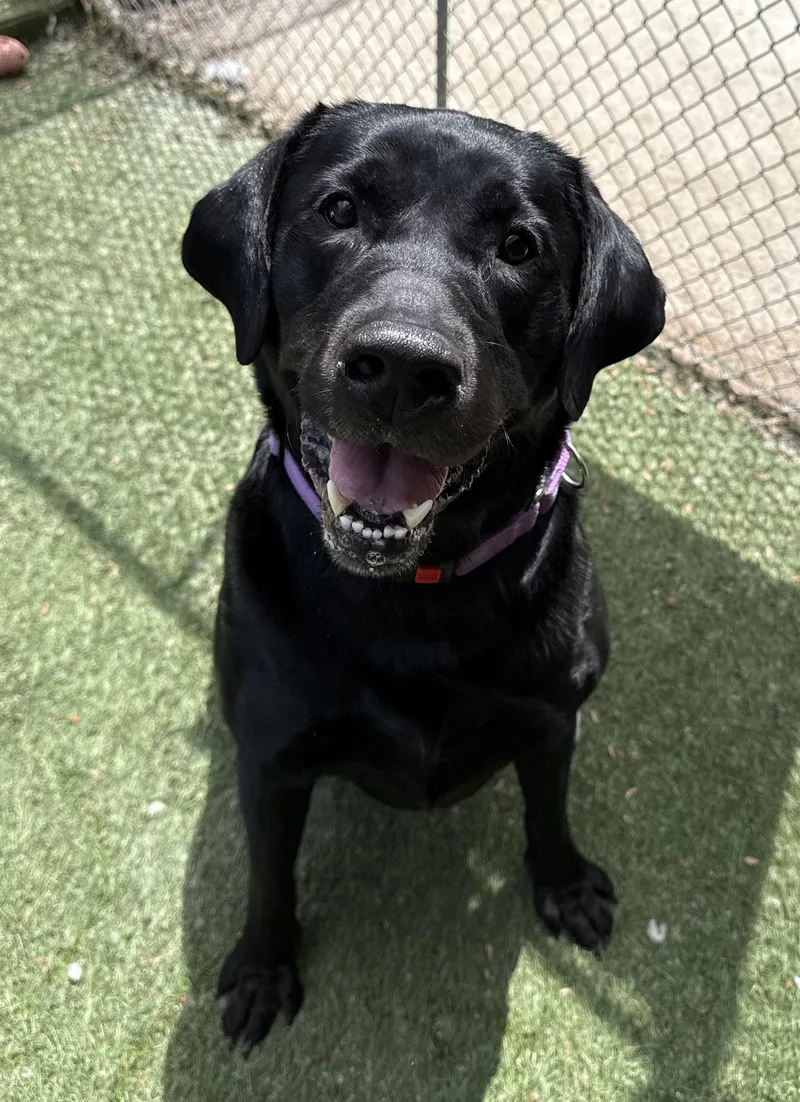 An adult extra large-sized male Black Labrador Retriever dog named Ruger for adoption in Sudbury, MA