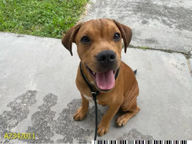 A young small-sized male Mixed Breed dog named Honest for adoption in West Palm Beach, FL