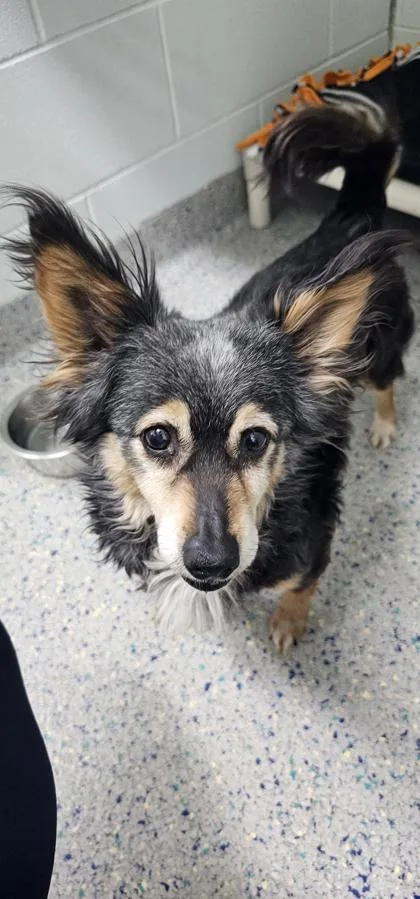 A senior small-sized male Terrier dog named Moe for adoption in Columbus, IN