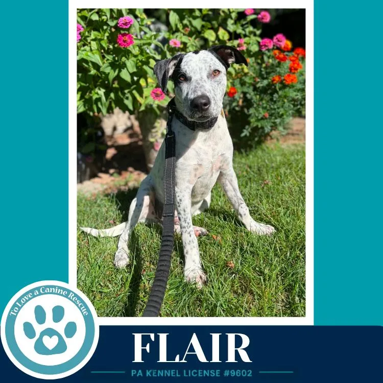 A baby medium-sized male Tricolor (Brown, Black, & White) Cattle Dog dog named Flair for adoption in Kimberton, PA