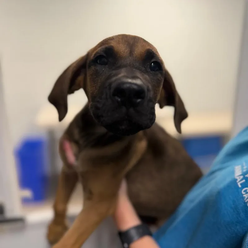 A baby small-sized male Brown / Chocolate Mixed Breed dog named Norton for adoption in Naples, FL
