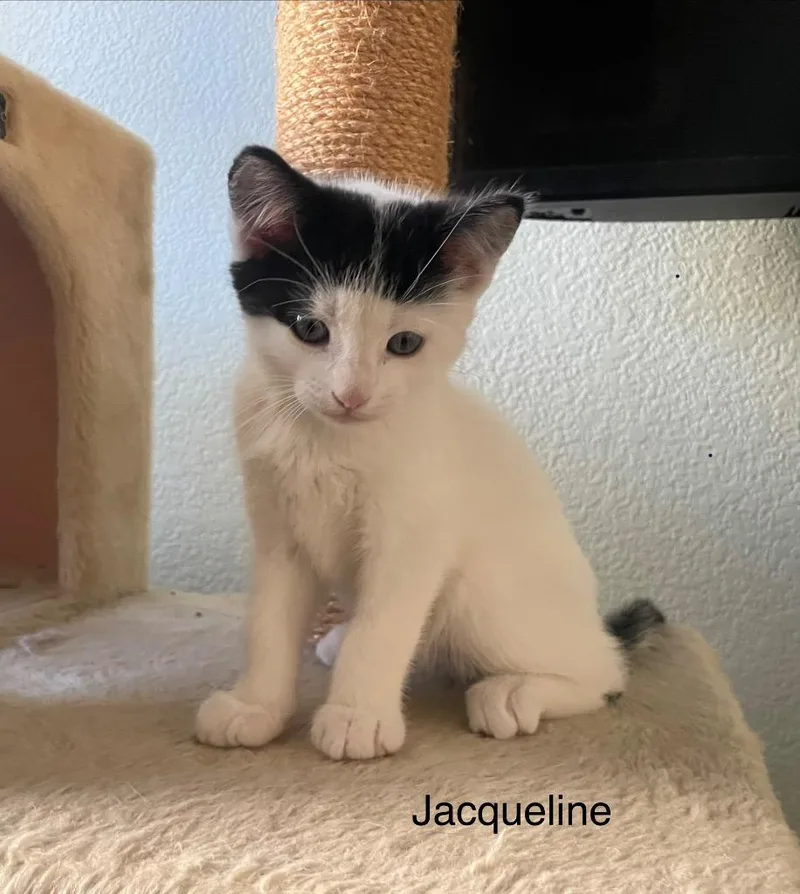 Jacqueline thumbnail 2