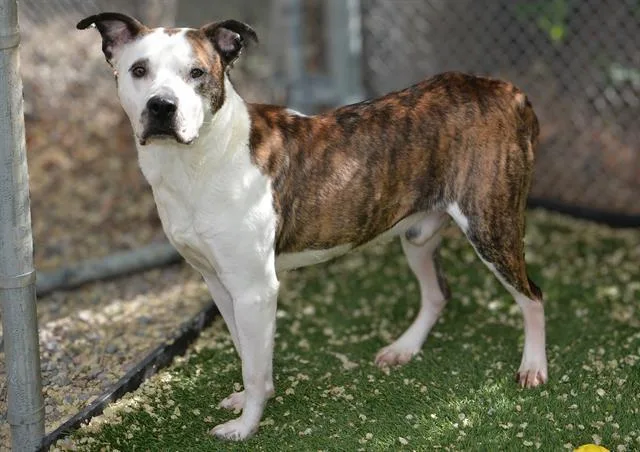 An adult large-sized male Pit Bull Terrier dog named Beef for adoption in West Valley City, UT