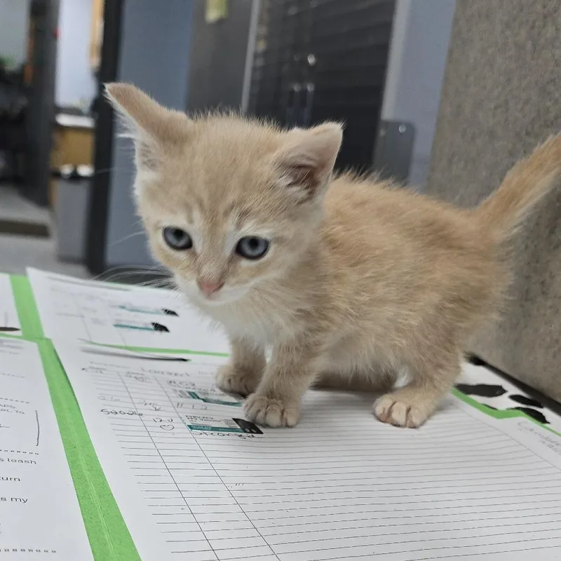 A baby small-sized male Buff / Tan / Fawn Domestic Short Hair cat named Lambert for adoption in Yanceyville, NC
