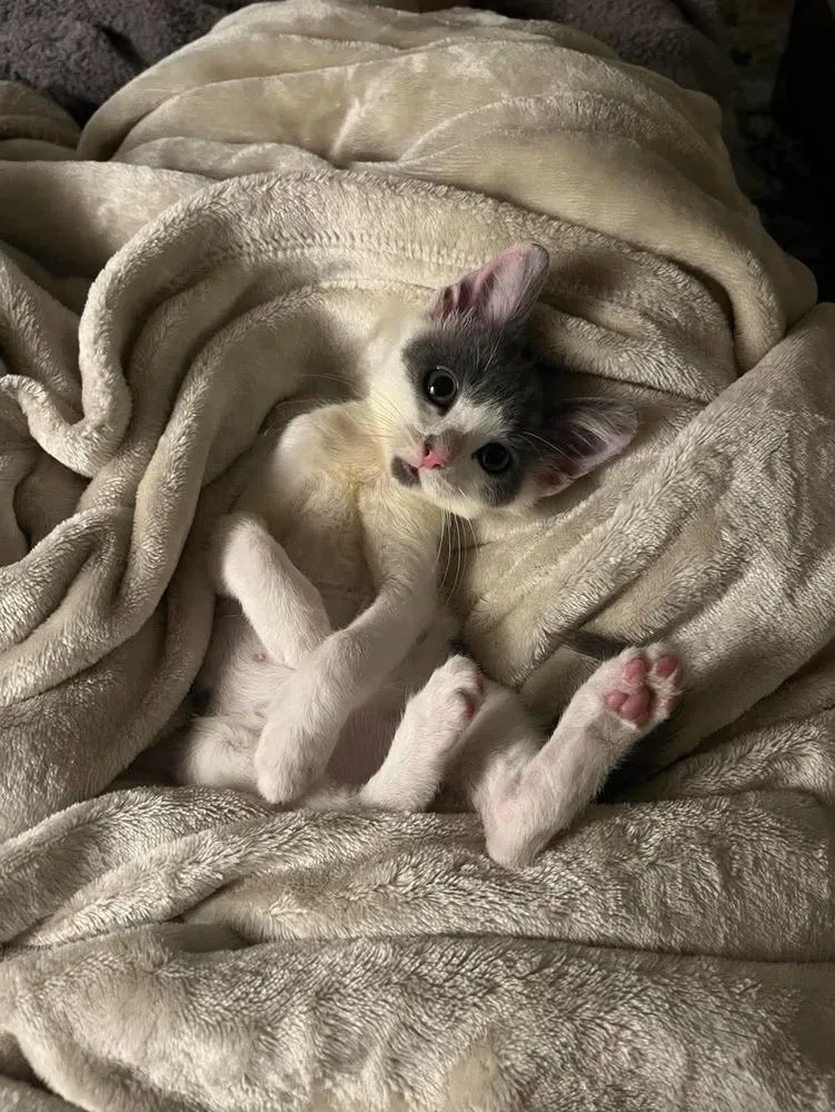 A baby small-sized female Gray & White Domestic Short Hair cat named Machka for adoption in Chicago, IL