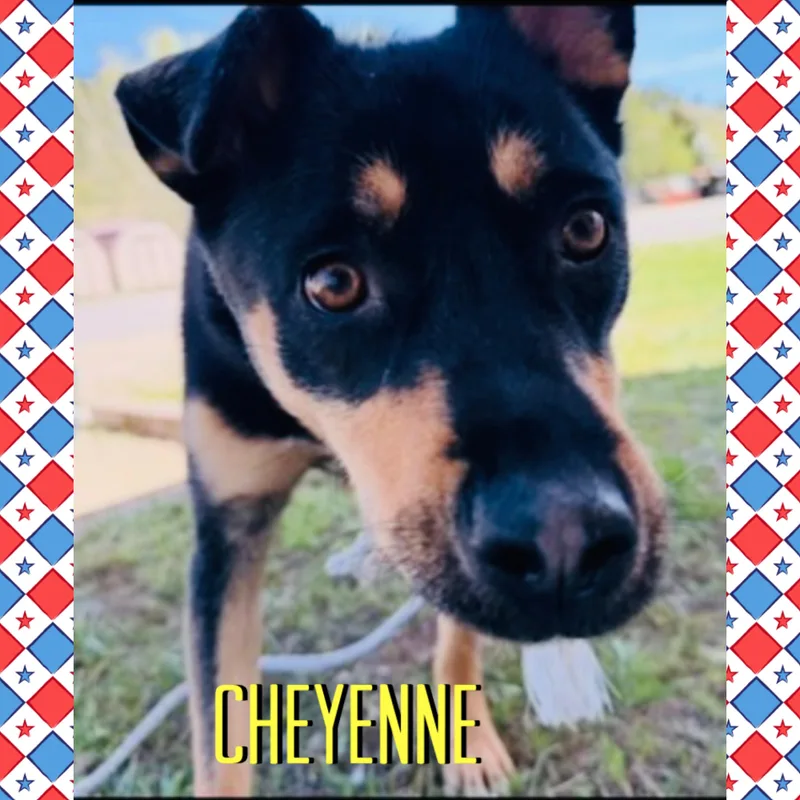 Cheyenne thumbnail 2