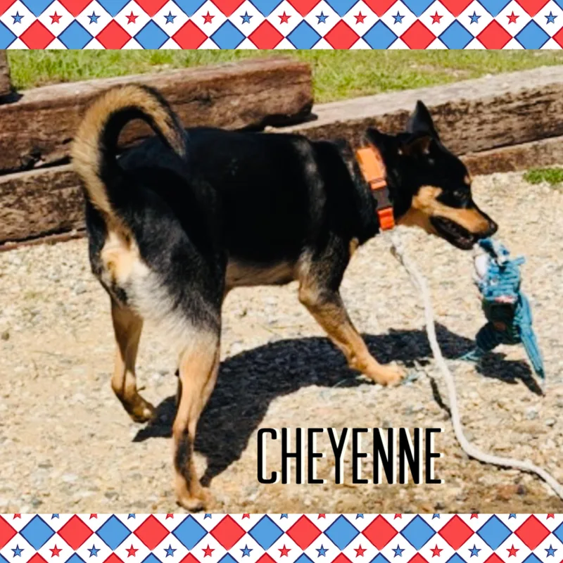 Cheyenne thumbnail 3