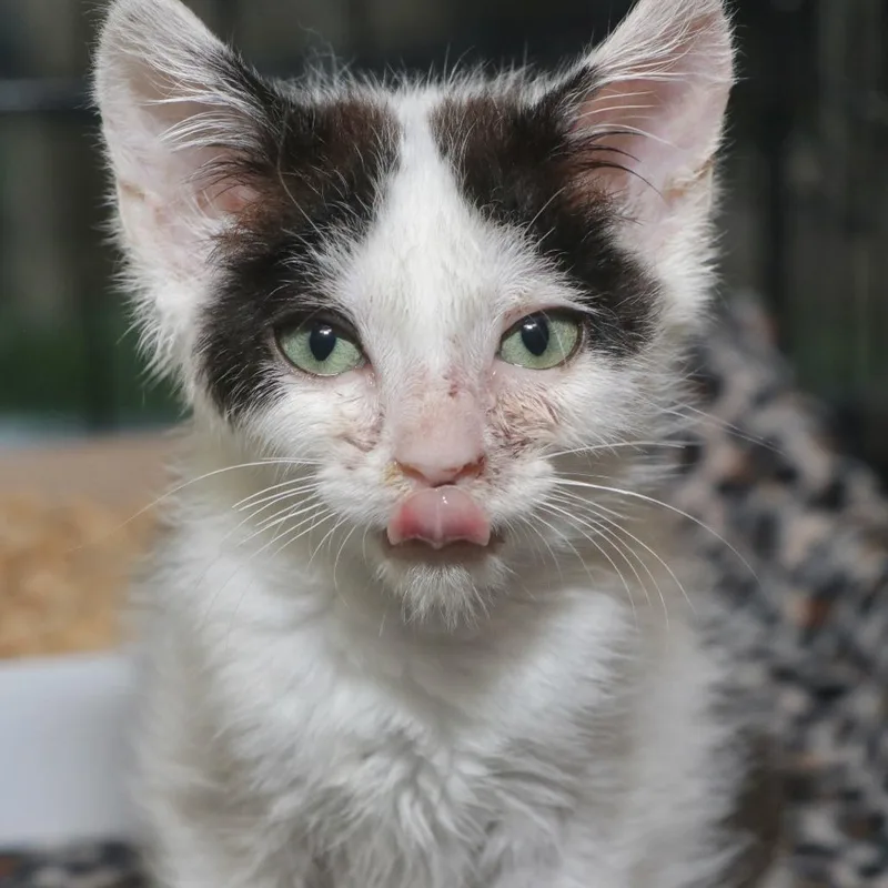 A baby small-sized male Domestic Short Hair cat named Mozzarella for adoption in Allentown, PA