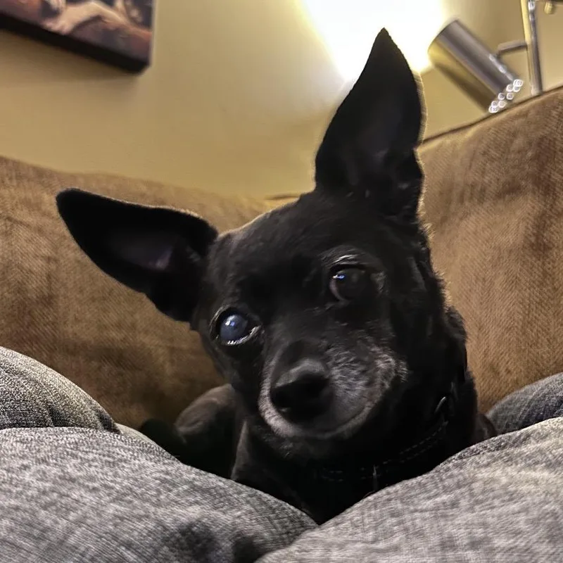 A senior small-sized female Black Chihuahua dog named Bailey for adoption in Green Bay, WI