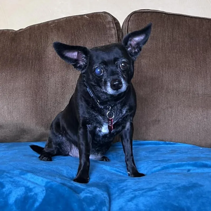 Bailey thumbnail 3