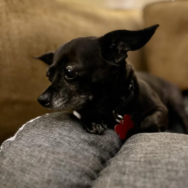 Bailey thumbnail 4
