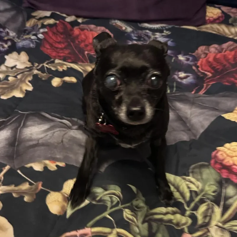 Bailey thumbnail 5