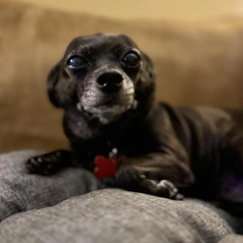 Bailey thumbnail 6