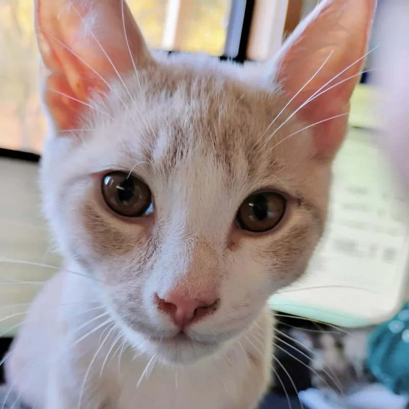A baby medium-sized male Orange / Red Domestic Short Hair cat named Enzo for adoption in Sonora, CA