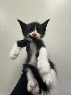 A baby small-sized male Domestic Short Hair cat named Prince North for adoption in Miami, FL