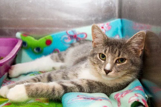 A senior small-sized male Domestic Short Hair cat named Eddie for adoption in Berlin, MD