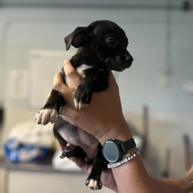 Puppies