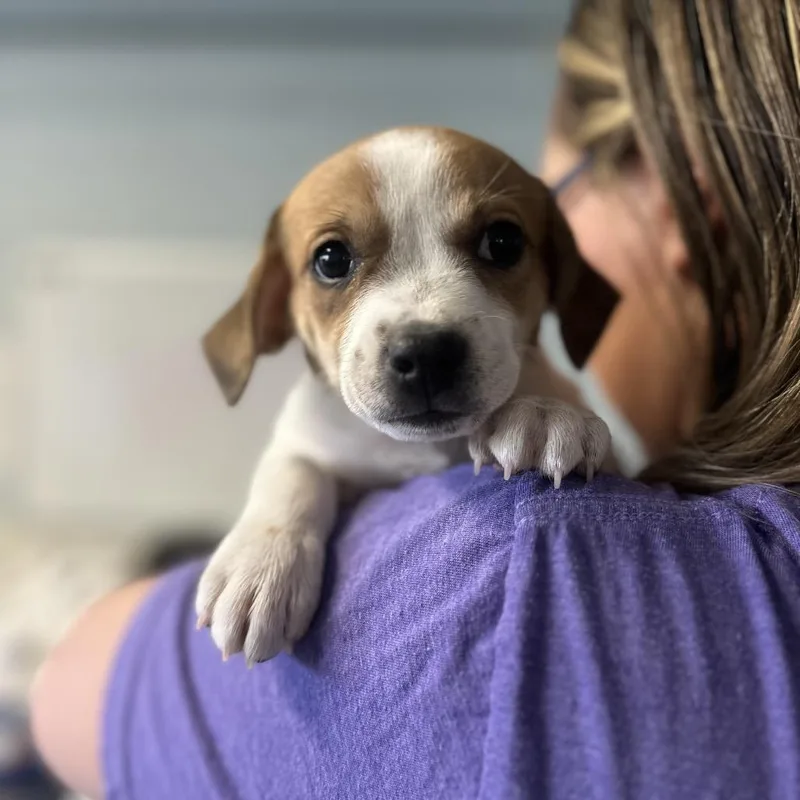Puppies thumbnail 2