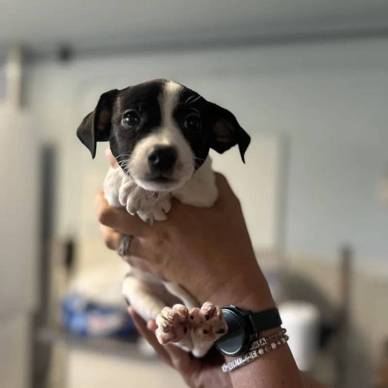 Puppies thumbnail 4