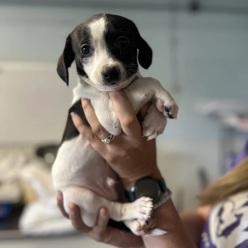 Puppies thumbnail 5