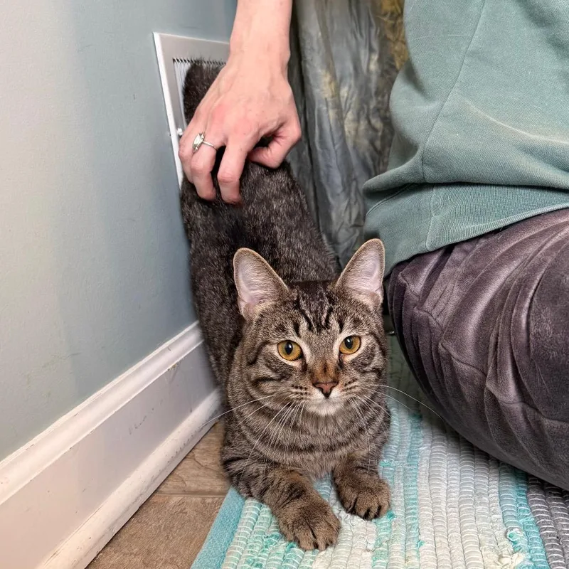 An adult medium-sized male Brown / Chocolate Domestic Short Hair cat named Andy for adoption in Gibsonia, PA