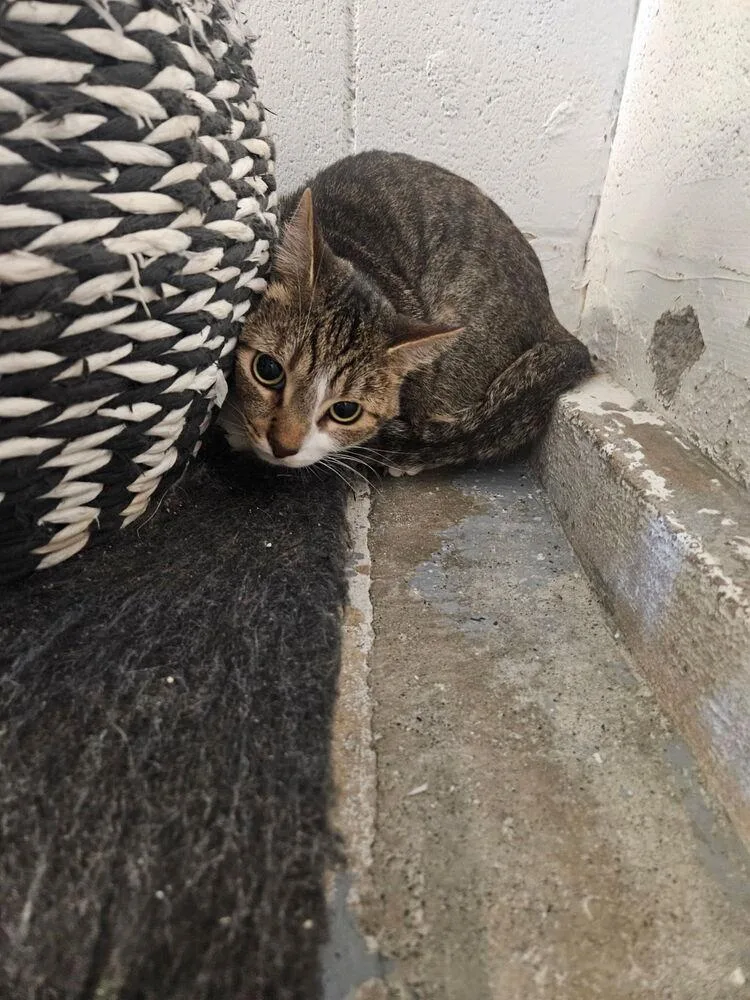 An adult small-sized male Brown / Chocolate Domestic Short Hair cat named Moon for adoption in Ontario, CA