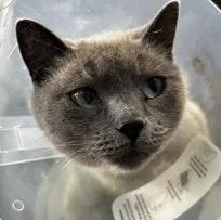 An adult medium-sized female Cream / Ivory Siamese cat named Ms Edward Scissorhands for adoption in Rapid City, SD