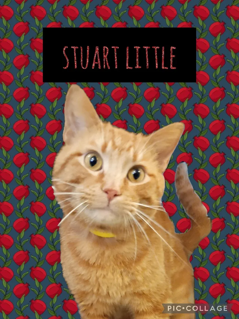 Stuart Little
