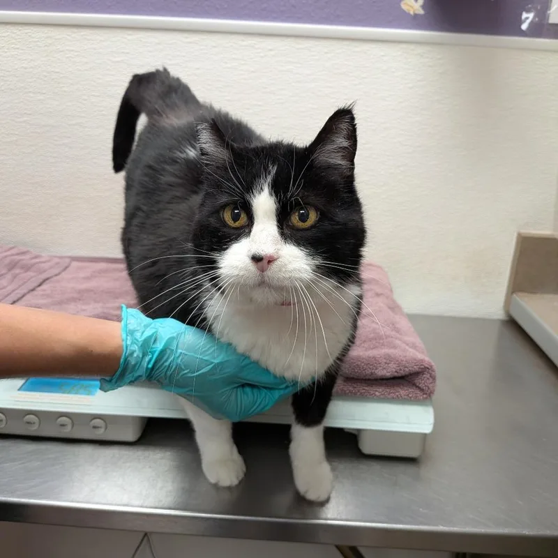 A senior large-sized female Black Domestic Short Hair cat named Madame Butterfly for adoption in Albuquerque, NM