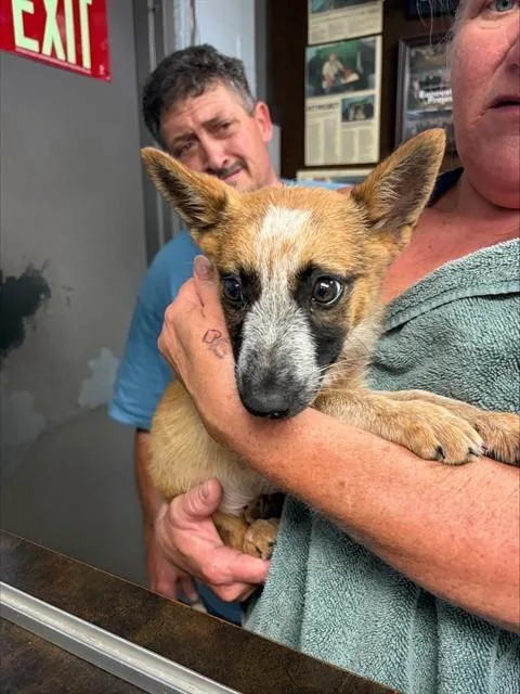 A baby small-sized female Australian Cattle Dog / Blue Heeler dog named A for adoption in Stockton, CA