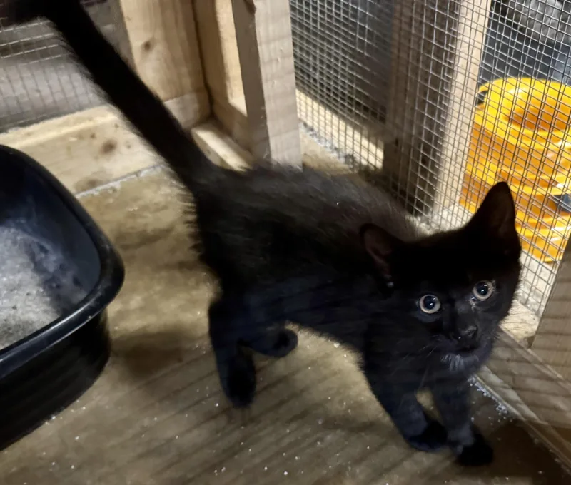 A baby medium-sized male Domestic Short Hair cat named Tigger for adoption in Centerville, GA