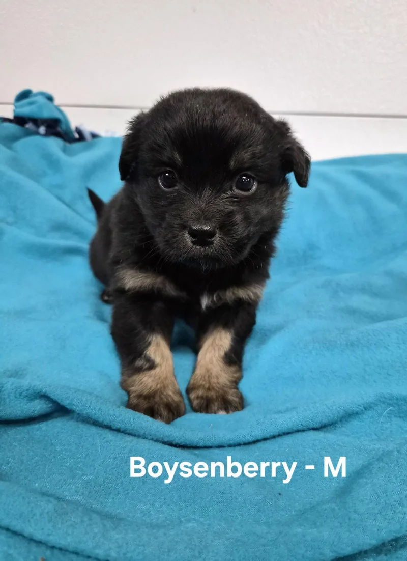 A baby medium-sized male Australian Shepherd dog named Boysenberry for adoption in Hillside, IL