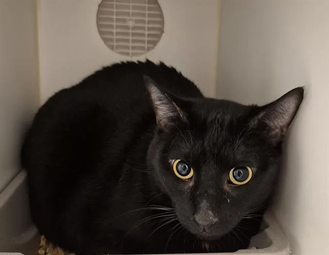 An adult small-sized male Domestic Short Hair cat named Marcello for adoption in Lodi, CA