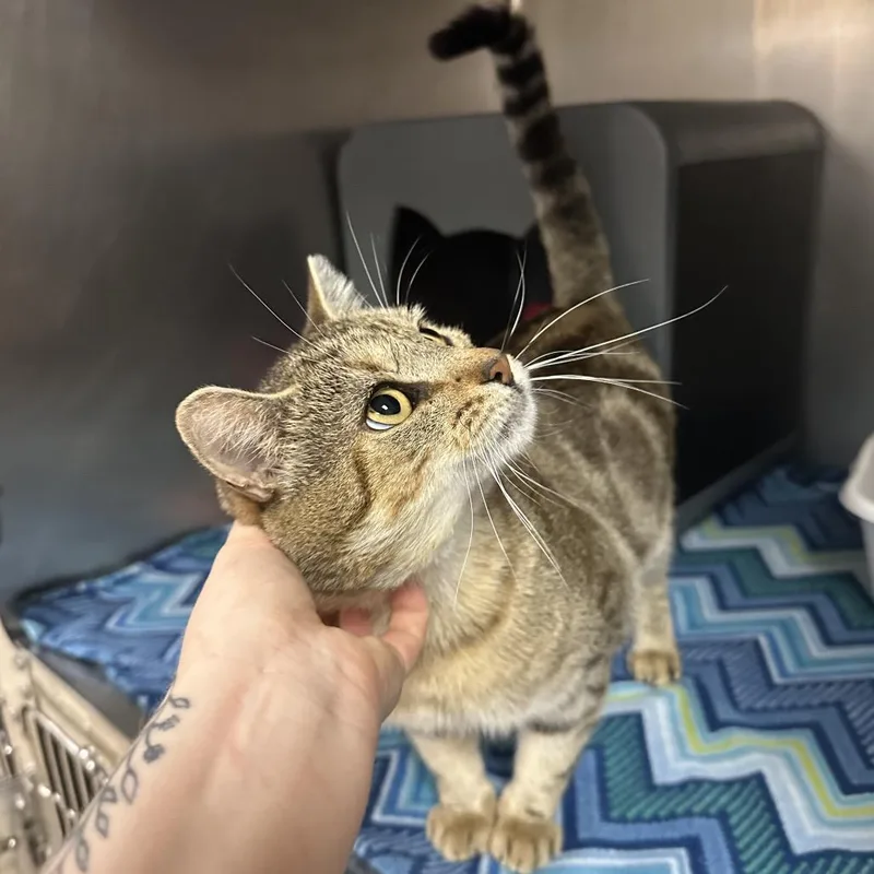 An adult small-sized male Brown / Chocolate Domestic Short Hair cat named Dr. Phil for adoption in Titusville, FL
