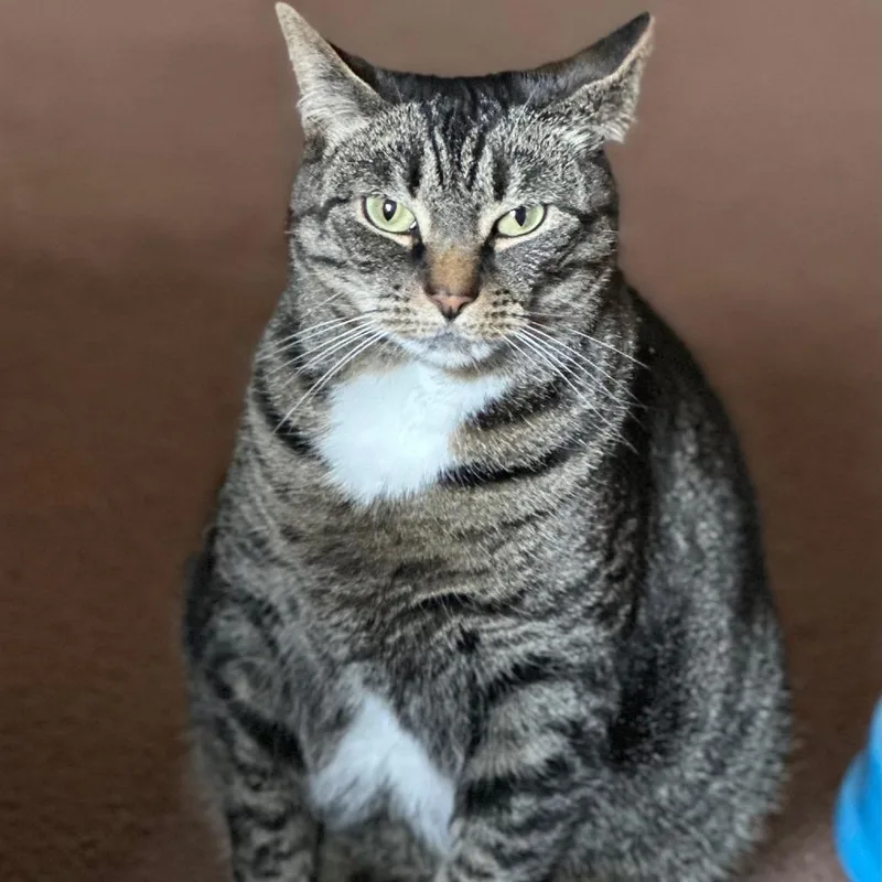 A senior large-sized female Brown / Chocolate Domestic Short Hair cat named Maple for adoption in Harrisonburg, VA